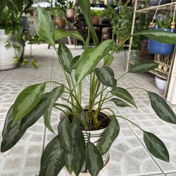 Chinese Evergreen Plant in Ceramic Pot