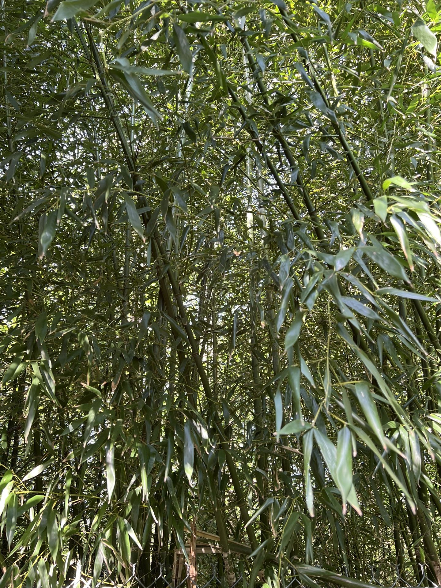 Bamboo Stakes (local Pick up In Upper Darby, PA only