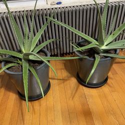 Two Very Large Aloe Plants In Nice Pots