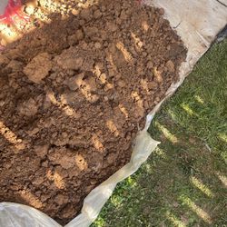 Free Dirt/ Came Out From The Ground