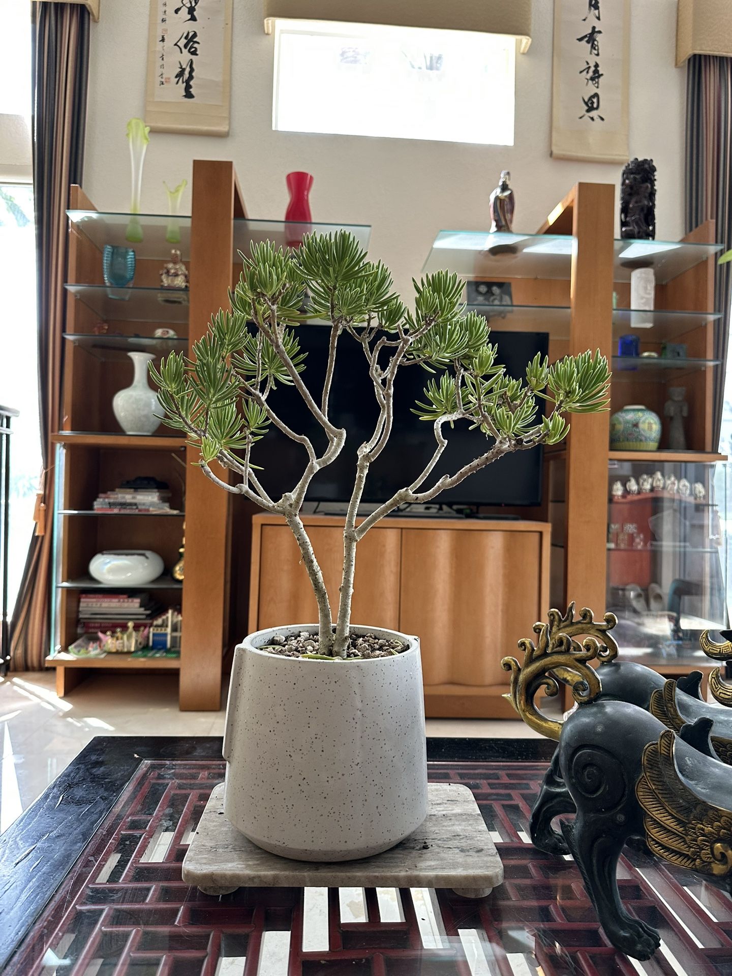 Succulents Bonsai
