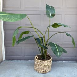 Indoor Palm Plant