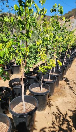 Star fruit 15gal size