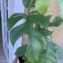 Miny Mostera.  Indoor Plants 