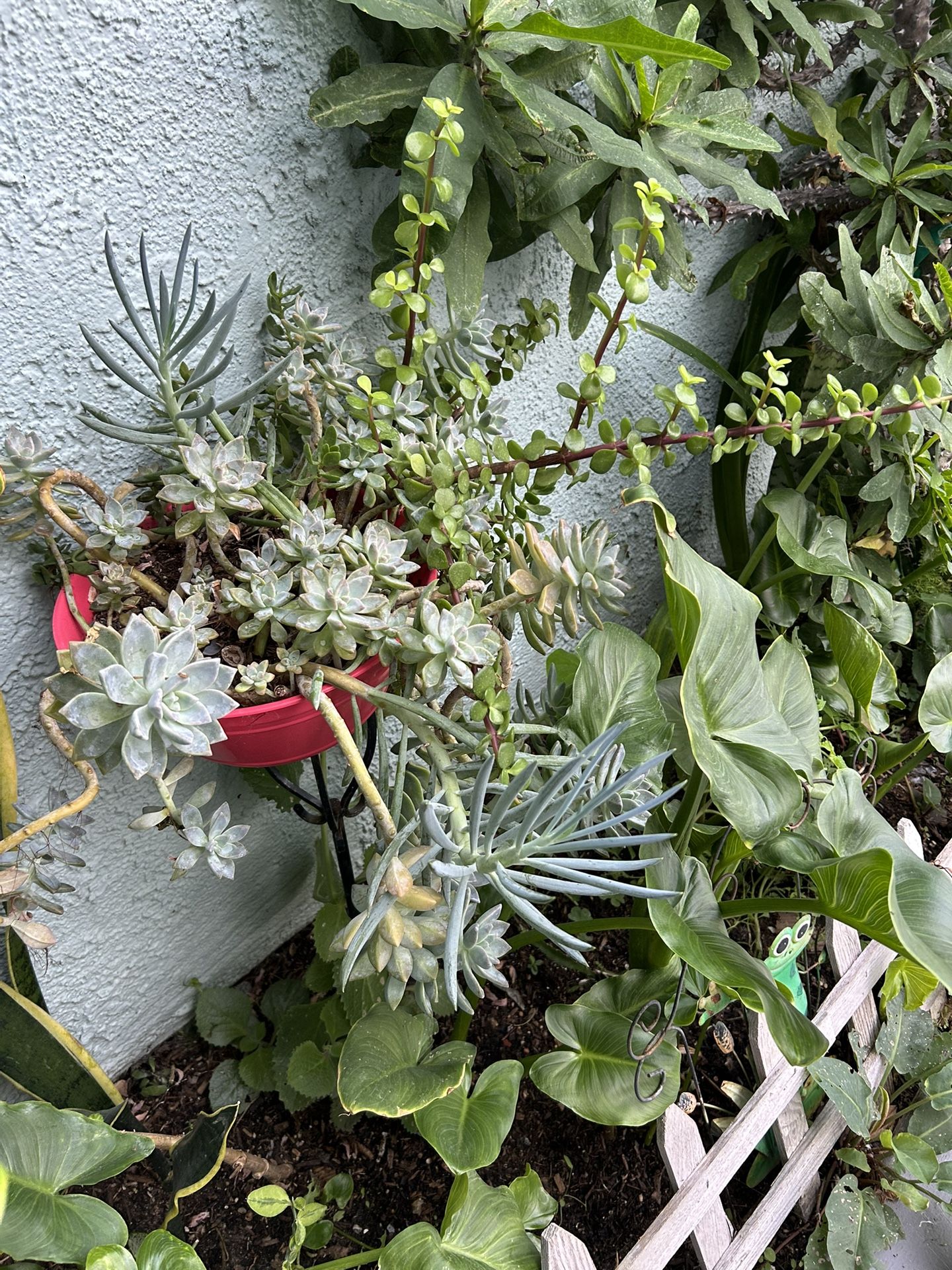 Una Planta Suculenta 