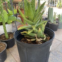 Cactus or Succulent ??