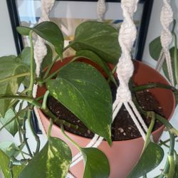 MARBLED VARIED POTHOS 20INCH