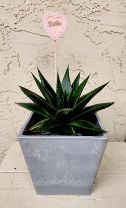Aloe Aristata