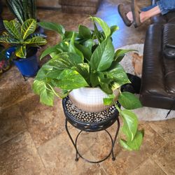 Pothos In Super Nice  9in Ceramic Pot 