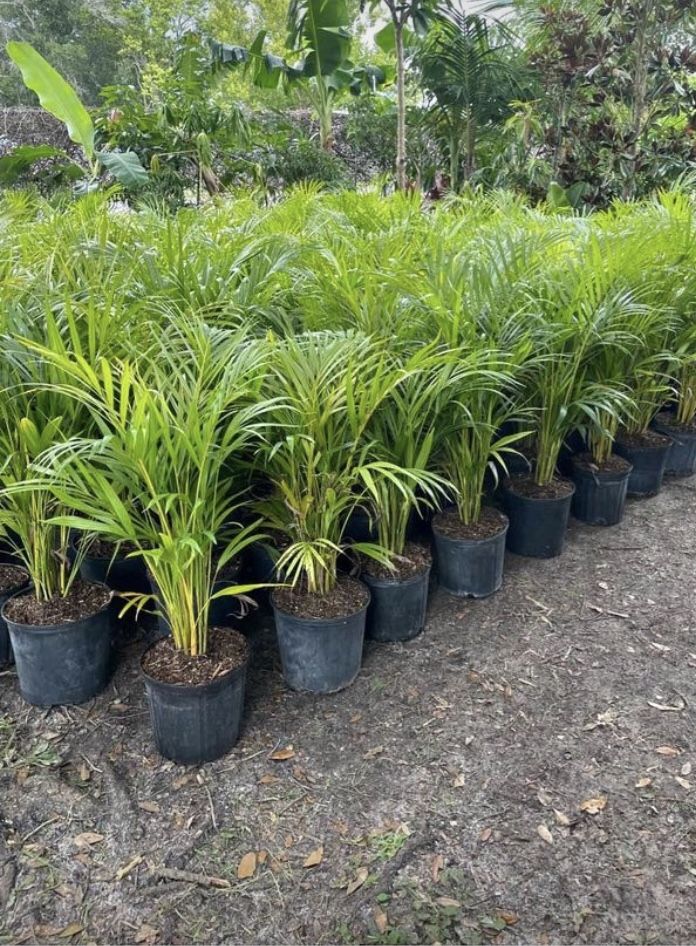 Areca Palms 3 Gallon for Sale in Orlando, FL OfferUp
