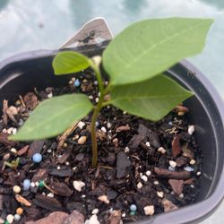 Guanabana  Arbol Soursop Tree 