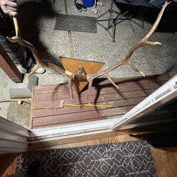 Elk horns wall decoration