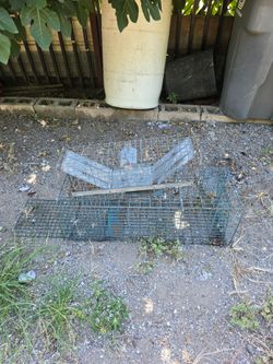 Trampas para ruedores