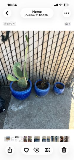 3 set  ceramic flower pot 1 cactus included in big pot