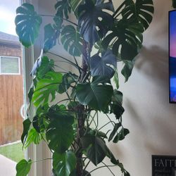 Beautiful Monstera Deliciosa with Planter – 7 ft tall