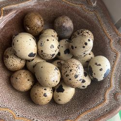Quail Eggs For Sale