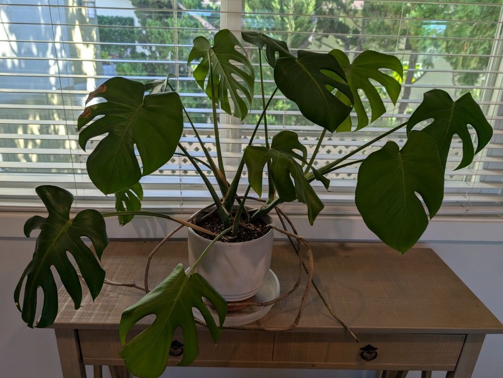 Healthy Monstera Plant With Pot
