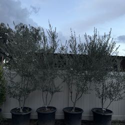 Olive Trees 25gallon