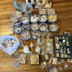 Extensive Shell Collection 