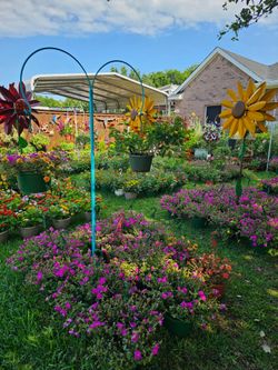 TWELFTH NEW SHIPMENT ARRIVE MAY 28th Beautiful and Healthy HANGING BASKETS PLANTS ARRIVED.