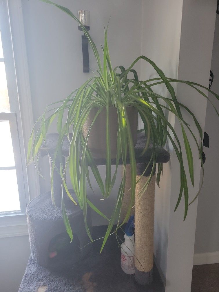 large spider plant