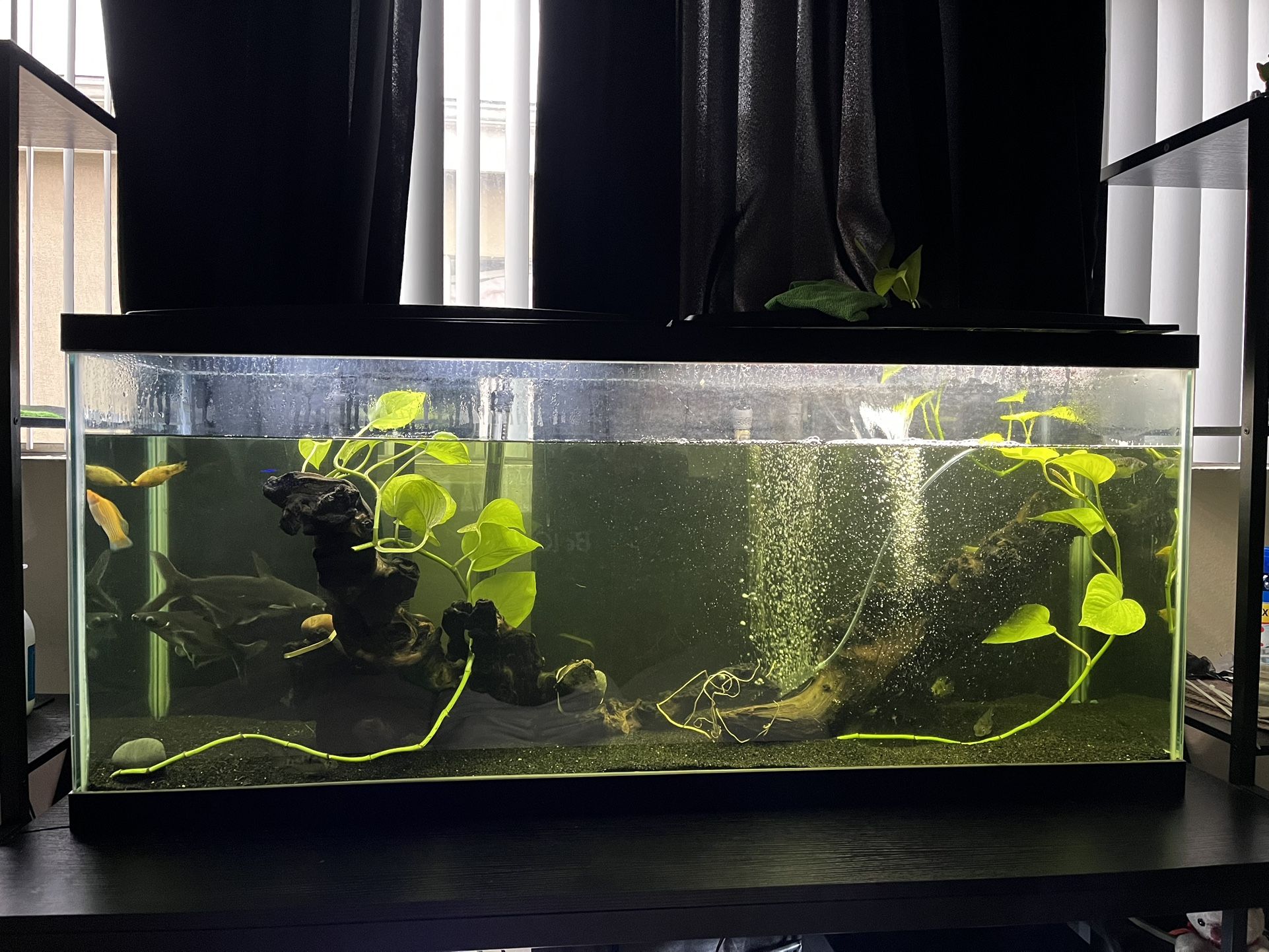 Fish Tank
