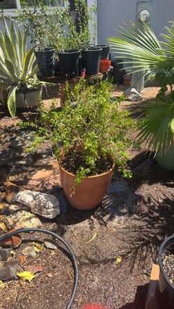 Planta De Mirto Grande