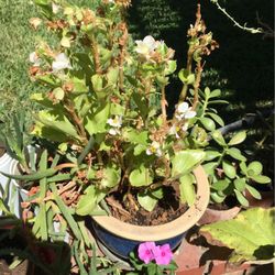 Flowering Plant In Ceramic Blue Pot White Flowers 
