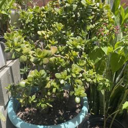 Plant In 15 Gallons 