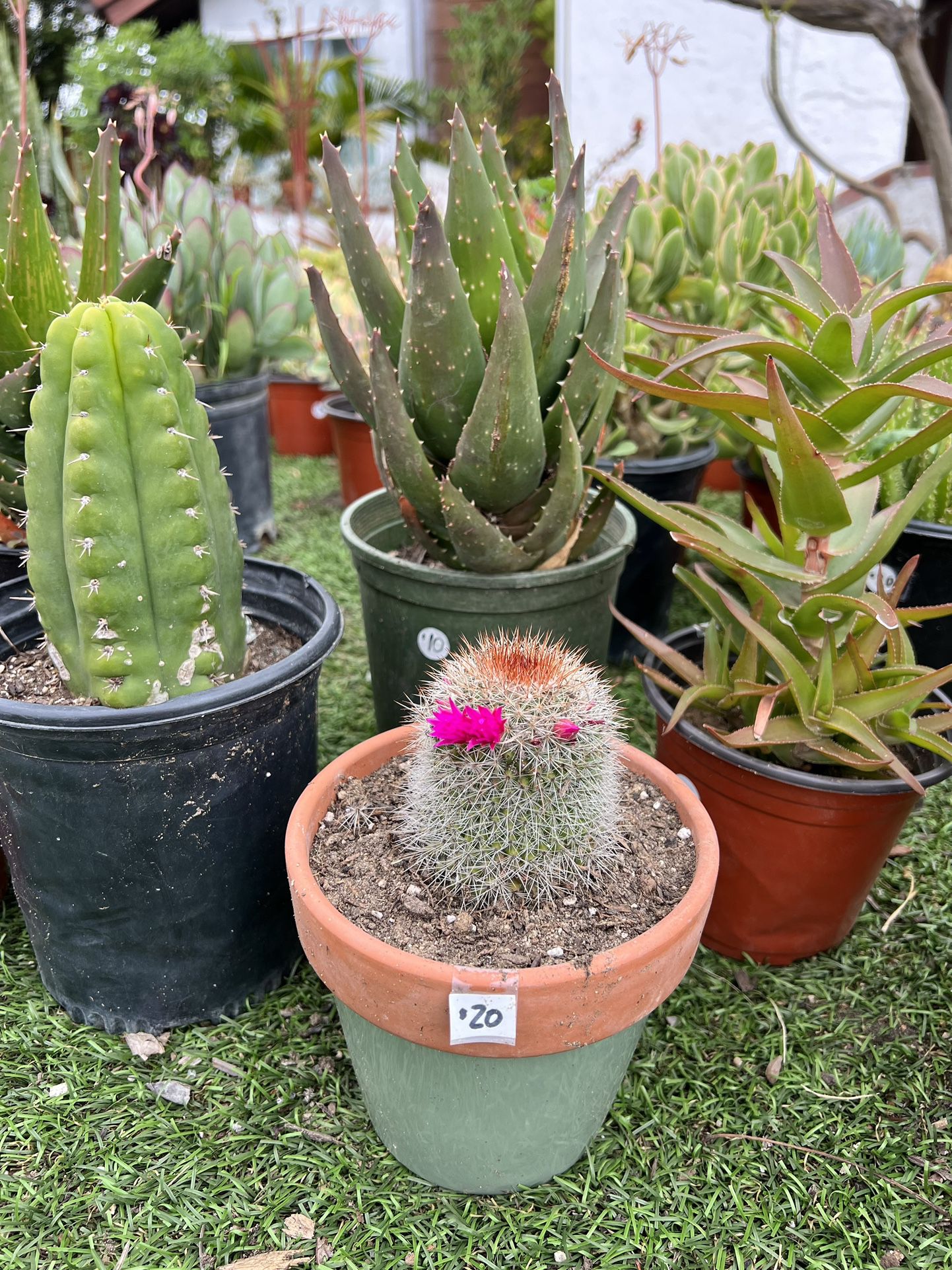 Cactus & Succulents Plants 