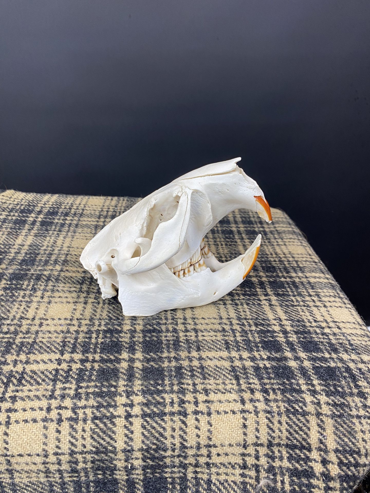 Real Beaver Skull With Removeable Teeth