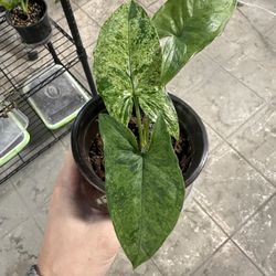 Syngonium Mojito