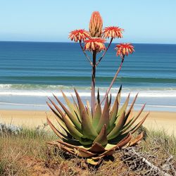 Healthy Medium Aloe Maculata (Soap Aloe) – Organic, Strong Roots