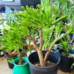Gollum Jade Succulent Plant - ( 15" in. ) 🌱
