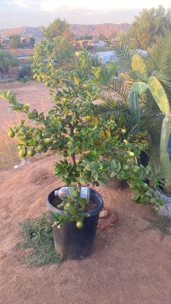Limon