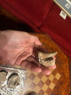 Fossil Tooth Specimen in Matrix