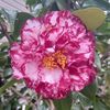 Dottie
