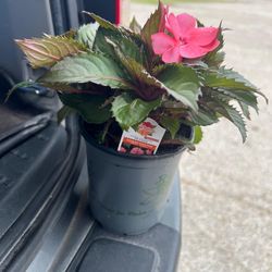 Plantas en venta