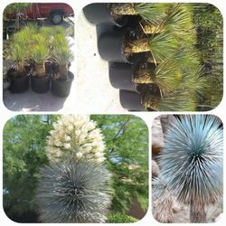 Yuccas Rotrastas Blue 2ft Tall 