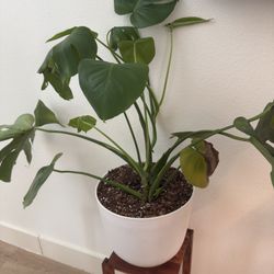Monstera Plant