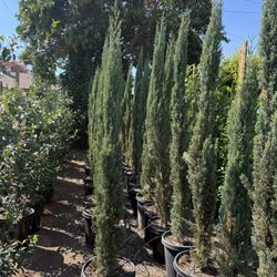 Italian Cypress