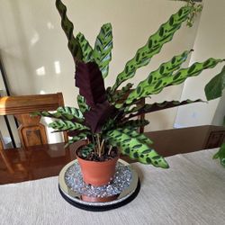 🌷Calathea Rattlesnake Plant 🪴 