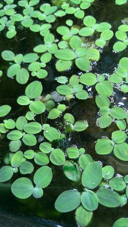 Salvinia plants
