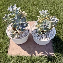 🪴 Thriving Succulent Duo - Perfect Home/Office Decor!