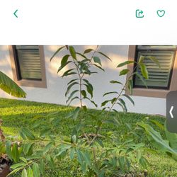 Malabar plum/Black  plum/Java Plum, Jamboolan/Jamoon plant