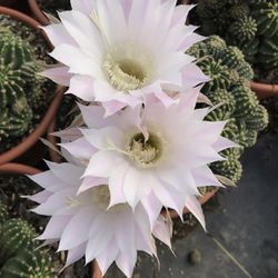 Easter cactus / 3 gal Pot / Easter Lily Cactus
