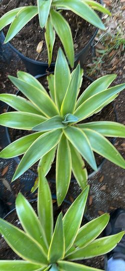 Agaves( 2 Varieties Available)