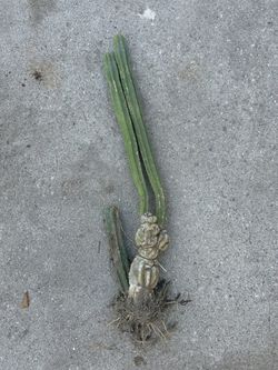 San Pedro Crested