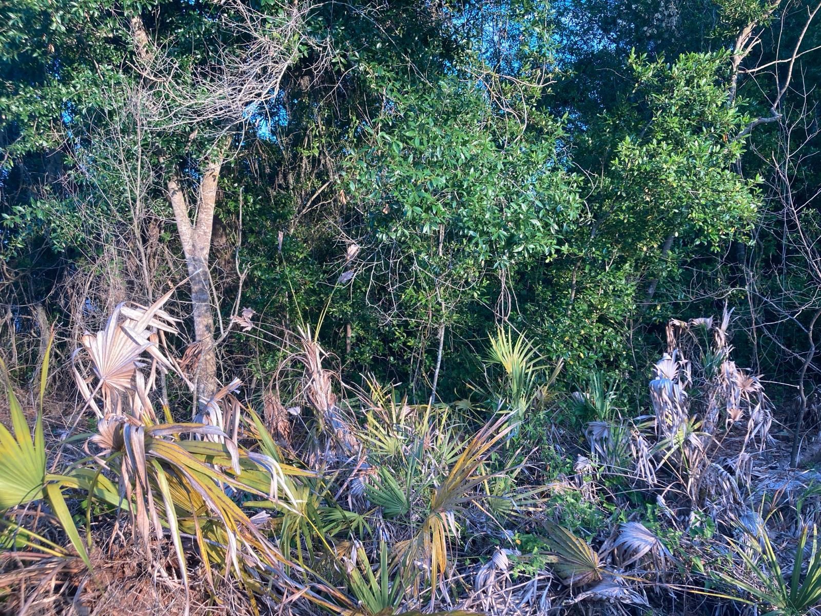 Wauchula Land Buy Owner 1acre for Sale in Wauchula, FL OfferUp