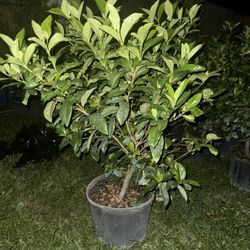 Grafted Gardenia